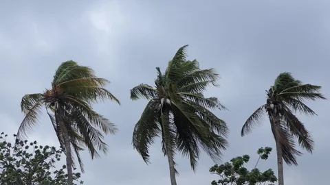 Wind storm through Coconut Palm Tree.4k Stock-Footage 108728935