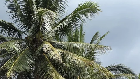Wind  storm through Coconut Palm Tree.4k Stock-Footage 122266295
