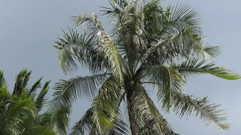 Wind  storm through Coconut Palm Tree.4k Stock-Footage 122266504