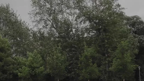 Wind storming in the green tree brunches. Summer wind. Stock Footage 156936557