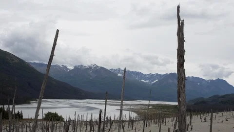 Wind-Stripped Trees on Tana Sand Dunes Video stock 88212558