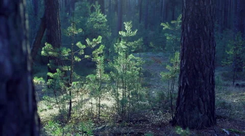 Wind in the sunny summer forest. Stock Footage 60234714