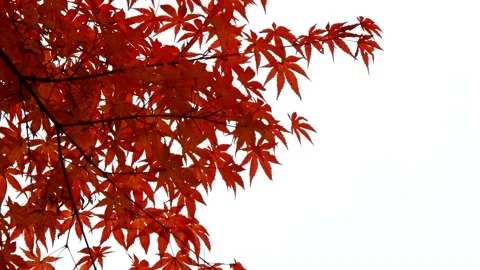 The wind swayed by the maple tree. 库存影片 122608306