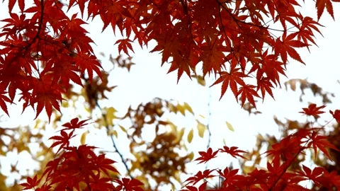 The wind swayed by the maple tree. Video stock 122608311