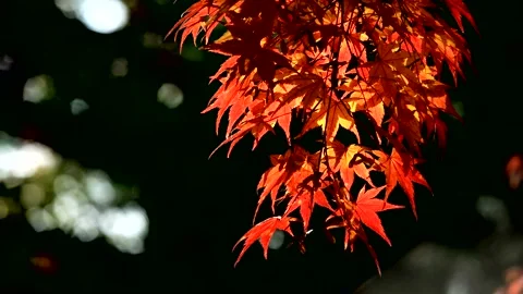 The wind swayed by the maple tree. Stock Footage 122608323