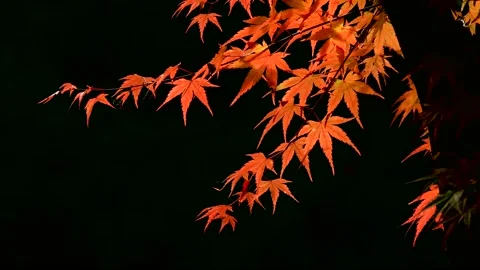 The wind swayed by the maple tree. 스톡 동영상 122608329