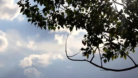 Wind-swayed tree leaves with sunny, cloudy sky in the background. Stock Footage 289347126