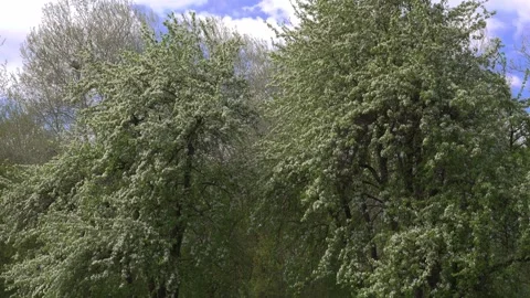 Wind Swaying Blooming Wild Pear Branches in May. Stock Footage 345670267