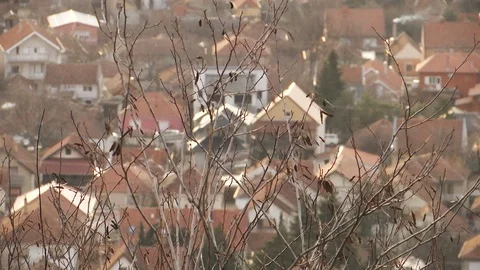 Wind swaying branches of a tree without leaves Stockbeeldmateriaal 102269483