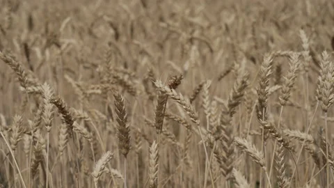 Wind is swaying ears of wheat field in fall. Closeup.  Stock-Footage 211757903