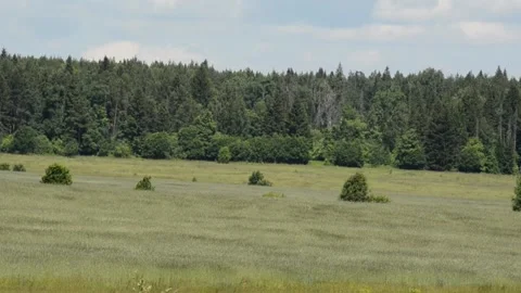 Wind swaying grass Stock Footage 133123939