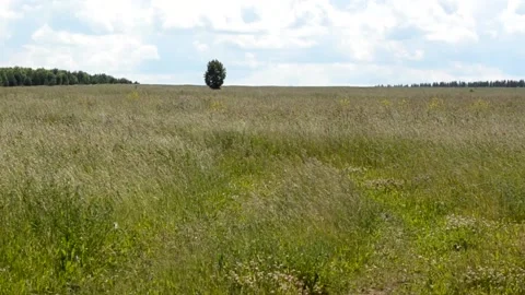 Wind swaying grass Stock Footage 133123945