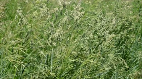 Wind swaying grass Stock Footage 133123949