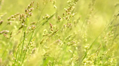 Wind is swaying grass on the meadow Vídeo Stock 29422927