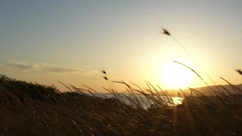 Wind swaying grass with sunset sky background during golden hour Video stock 278085172