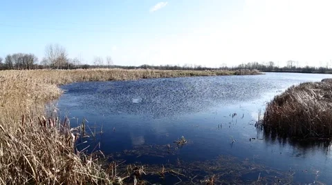 Wind swaying reed on the river 스톡 동영상 49274539