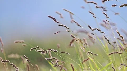 The wind sways the and grasses in the field Stock Footage 244514584