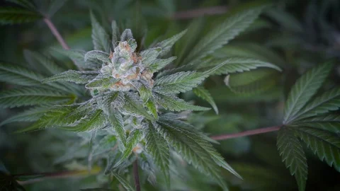 Wind sways big cannabis bud with trichomes Stock Footage 116671459