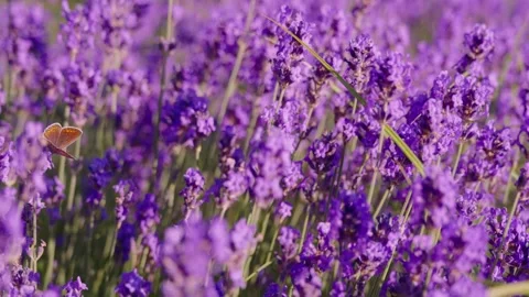Wind sways blooming lavender with a perched butterfly drinking nectar Stock-Footage 337410570