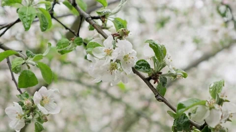 Wind sways branch Beautiful blooming with a branch of an apple tree of white flo Stock Footage 130253958