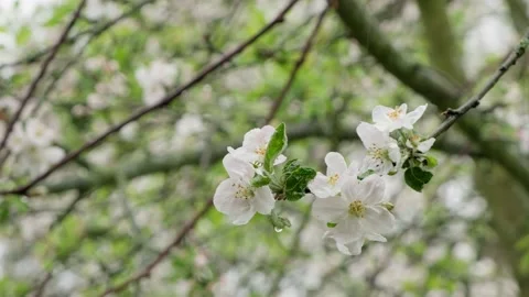 Wind sways a branch blooming with branch of an apple tree of white flowers Stock Footage 130253972