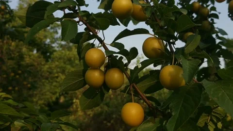 The wind sways a branch with yellow plums Stock Footage 157849459