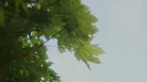The wind sways the branches and leaves Stock Footage 309952173