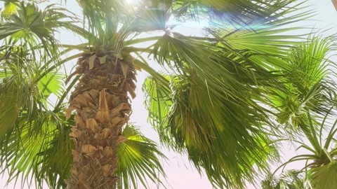 The wind sways the branches of lush palm tree. Anamorphic lens flare Stock Footage 163873229