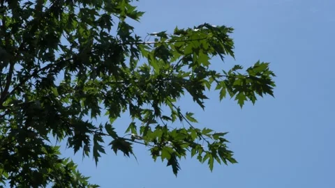 Wind sways branches of Maple Acer saccharinum tree Video stock 136291403
