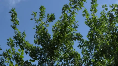 Wind sways branches of Maple Acer saccharinum tree Stock Footage 136291647