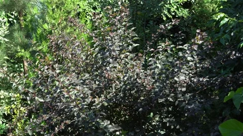 Wind sways branches of purple-leaved Ninebark or Physocarpus opulifolius Diabolo Stock Footage 136291480