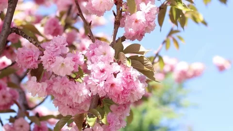 The wind sways the branches of the sakura tree with pink flowers Stock Footage 308037526