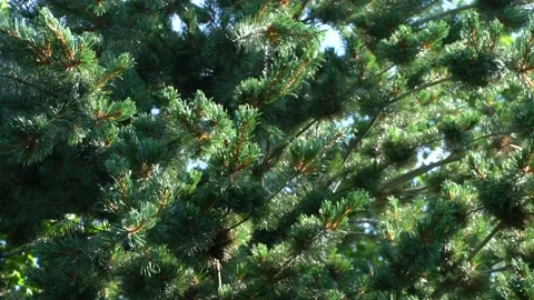 Wind sways branches of silvery pine Pinus parviflora Glauca against blue sky. Stock Footage 136291221