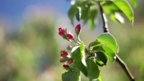 The wind sways the branches of trees with small white flowers Stock-Footage 195820088