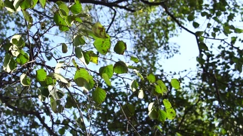 The wind sways the branches of trees in sunny weather Stock Footage 138682868