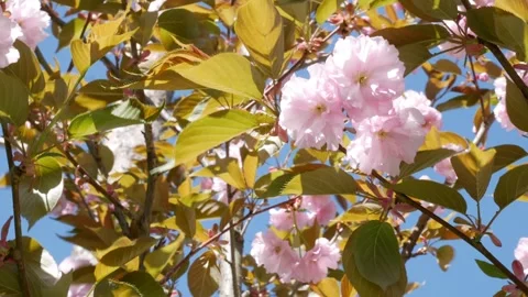 The wind sways the branches on which hang large pink blossoms sakura Vídeos de archivo 240639133