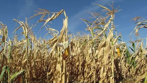The wind sways the corn Stock Footage 139113833