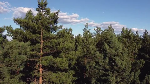 The wind sways the crowns of pine trees. Blue cloudy sky over the pine forest Stock Footage 145612921