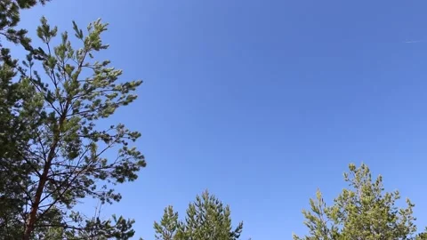 The wind sways the crowns of trees and moves the leaves on the branches. Video stock 195993218