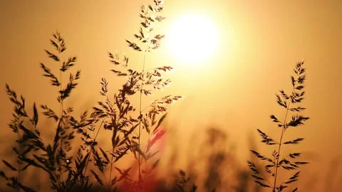 The wind sways the dry grass against the backdrop of a beautiful summer sunset. 動画素材 146536222