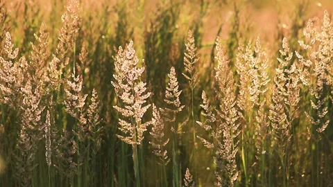 The wind sways the dry grass against the backdrop of a beautiful summer sunset. Stock Footage 146536284