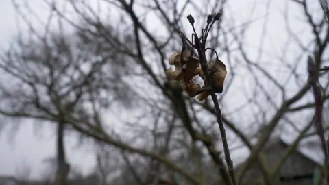 The wind sways a dry leaf on a bare branch of a fruit tree. Stock Footage 266793211