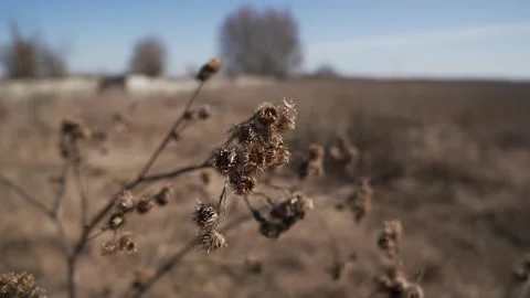 Wind sways dry thorns of thistle in a wild field in spring or autumn. Stock Footage 330849222
