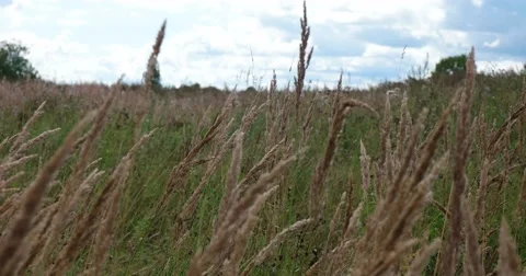 The wind sways the ears Stock Footage 62897528