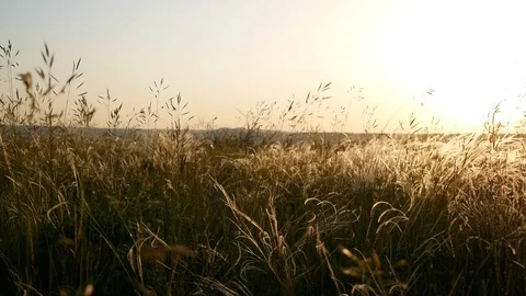 Wind sways field grass at sunset Stock Footage 113178594