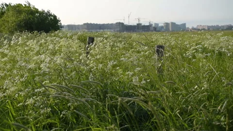 Wind sways flowering meadow grass on a farm field Stock Footage 133263552