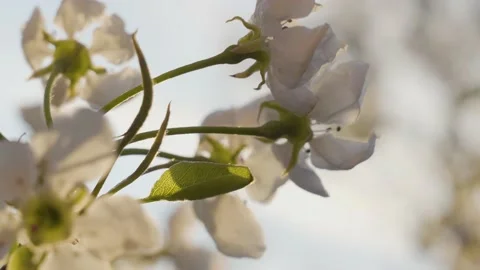 The wind sways a flowering pear. Stock Footage 131860212