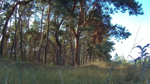 The wind sways the grass and trees on a sunny summer day Stock Footage 82469880