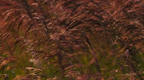 Wind Sways Grass Stock Footage 52182272