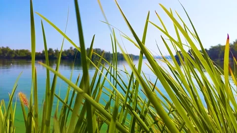 The wind sways the grass by the river Stock Footage 160986820